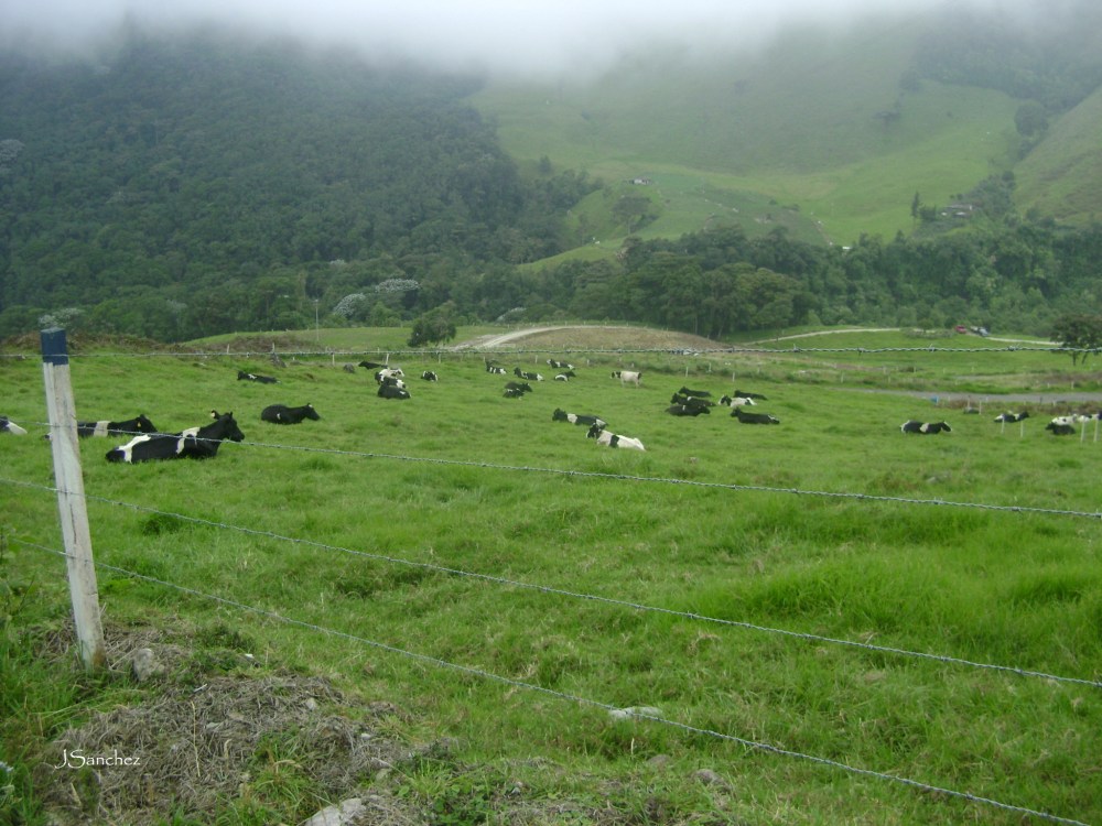 Ganadería de altura